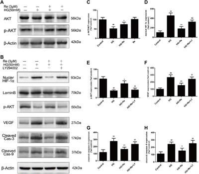 Corrigendum: Ginsenoside Re attenuates high glucose-induced RF/6A injury via regulating PI3K/AKT inhibited HIF-1a/VEGF signaling pathway